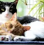 重磅：莎拉波娃我将化身NBA大的简单介绍|pg电子游戏在线